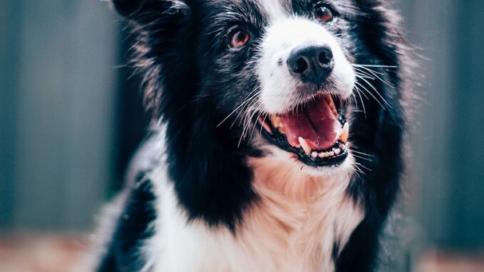 uploaded-image-denizlinin-dogal-parklari-1696687063231